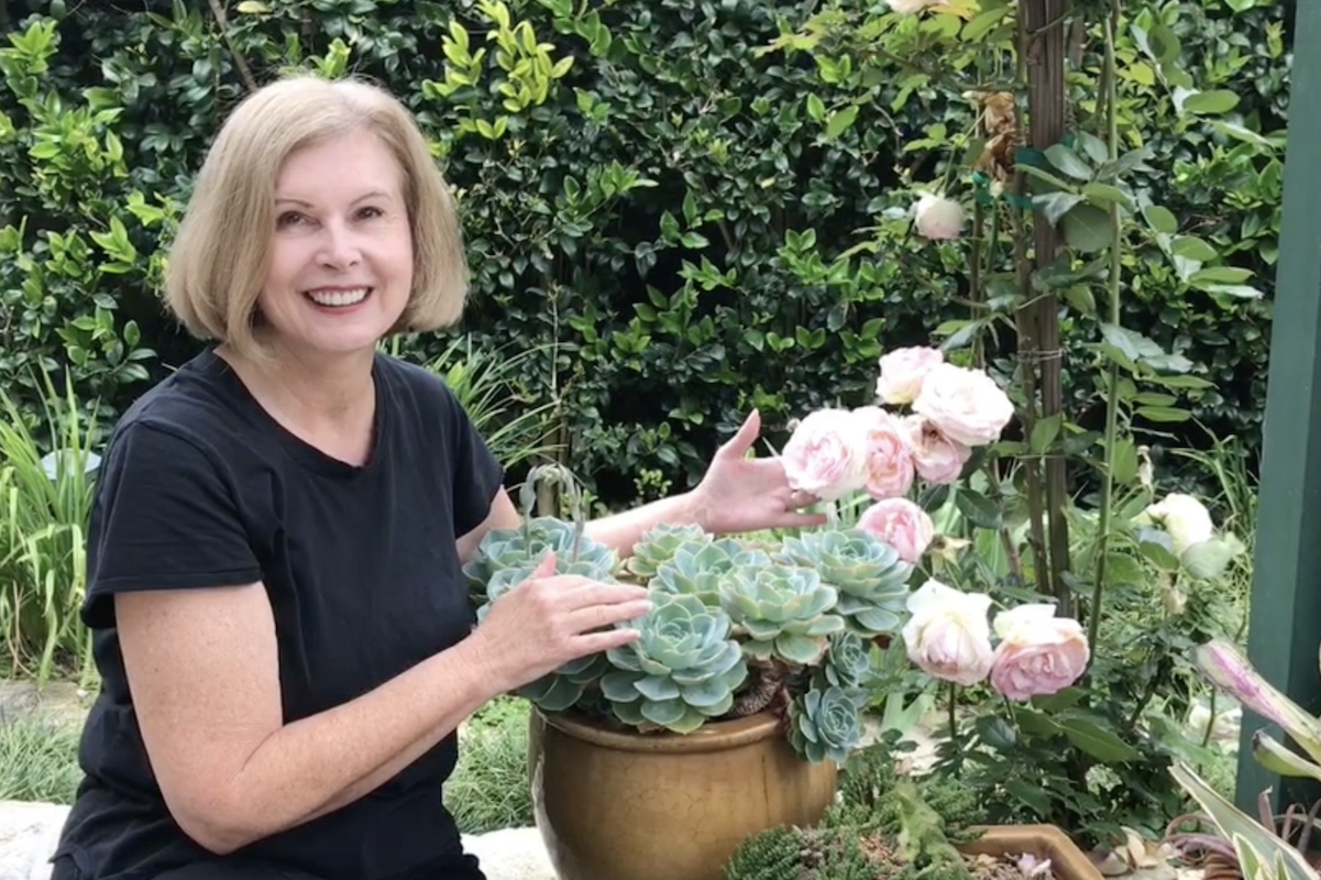Debra Lee Baldwin with Echeveria imbricata and climbing roses (c) Debra Lee Baldwin