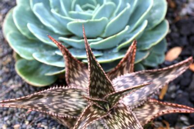 Echeveria imbricata, Aloe hemmingii (c) Debra Lee Baldwin