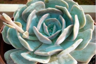 Teal blue Echeveria lilacina (c) Debra Lee Baldwin