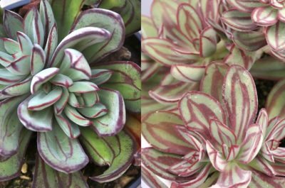 Echeveria nodulosa before & after stressing (c) Debra Lee Baldwin