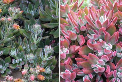 Echeveria pulvinata 'Ruby' before & after stressing (c) Debra Lee Baldwin