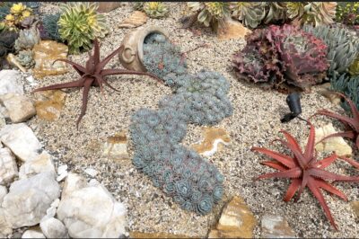 Blue succulent rosettes flowing out of an overturned pot (c) Debra Lee Baldwin