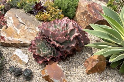Echeveria sp. Fancy ruffled (c) Debra Lee Baldwin