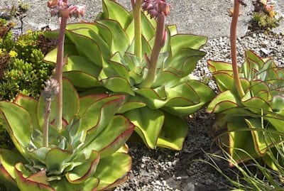 Echeveria subrigida (green form) (c) Debra Lee Baldwin