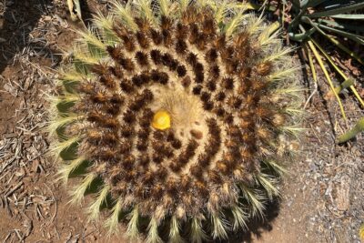 Top of golden barrel cactus, spiral