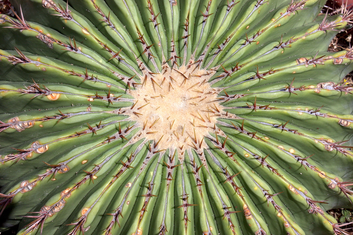 Echinocactus platyacanthus (c) Debra Lee Baldwin