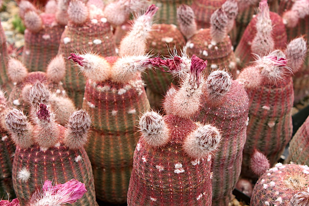 Pink cactus Echinocereus rigidissimus rubispinus (c) Debra Lee Baldwin