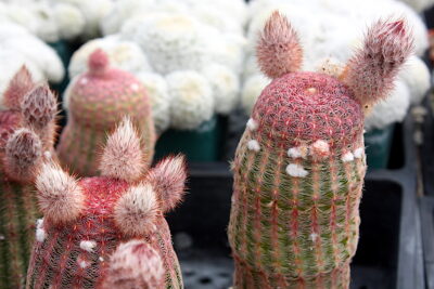 Small cactus with red spines Echinocereus pectinatus v. rubispinus (c) Debra Lee Baldwin