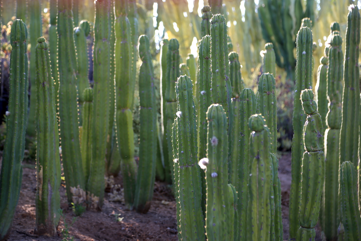 Echinopsis (Trichocereus) pachanoi, San Pedro cactus (c) Debra Lee Baldwin
