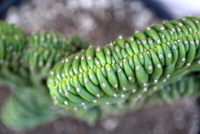 Echinopsis (Trichocereus) pachanoi, crest looks like a zipper in gathered green cloth