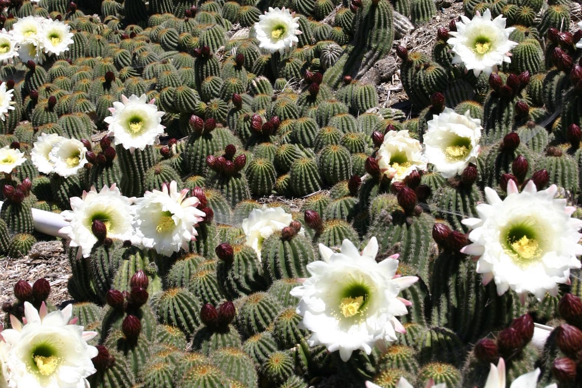 White flower cactus Echinopsis (Trichocereus), white (c) Debra Lee Baldwin