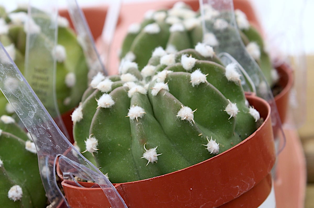 White dots round cactus Echinopsis subdenudata (Pseudoechinopsis 'Dominos') (c) Debra Lee Baldwin