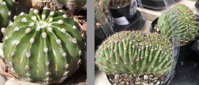 Echinopsis subdenudata (domino cactus), crests (c) Debra Lee Baldwin