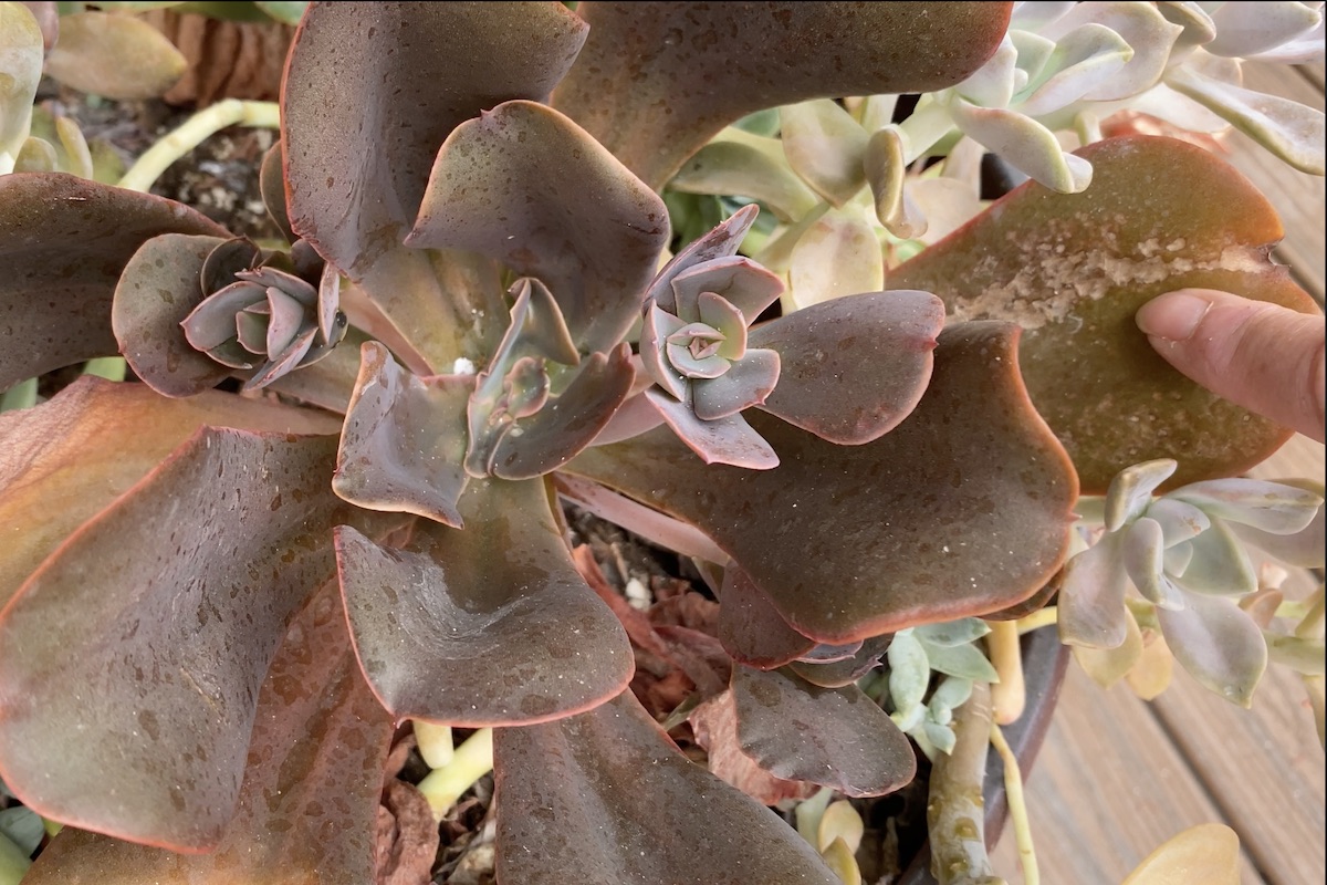 Echeveria with edema, mealy bugs