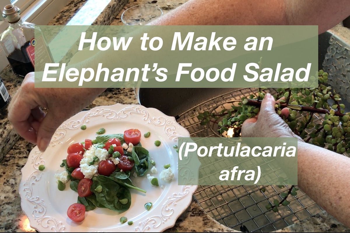 Elephant's Food Salad video