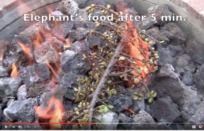 Elephant's food after 5 min on flames (c) Debra Lee Baldwin