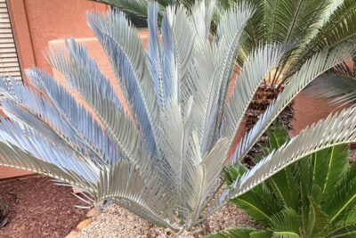 Encephalartos lemanii fronds are a pale sky blue (c) Debra Lee Baldwin