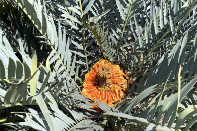 Encephalartos horridus (spiky blue cycad) with orange cone (c) Debra Lee Baldwin