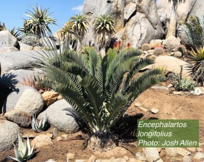 Encephalartos longifolious (c) Josh Allen