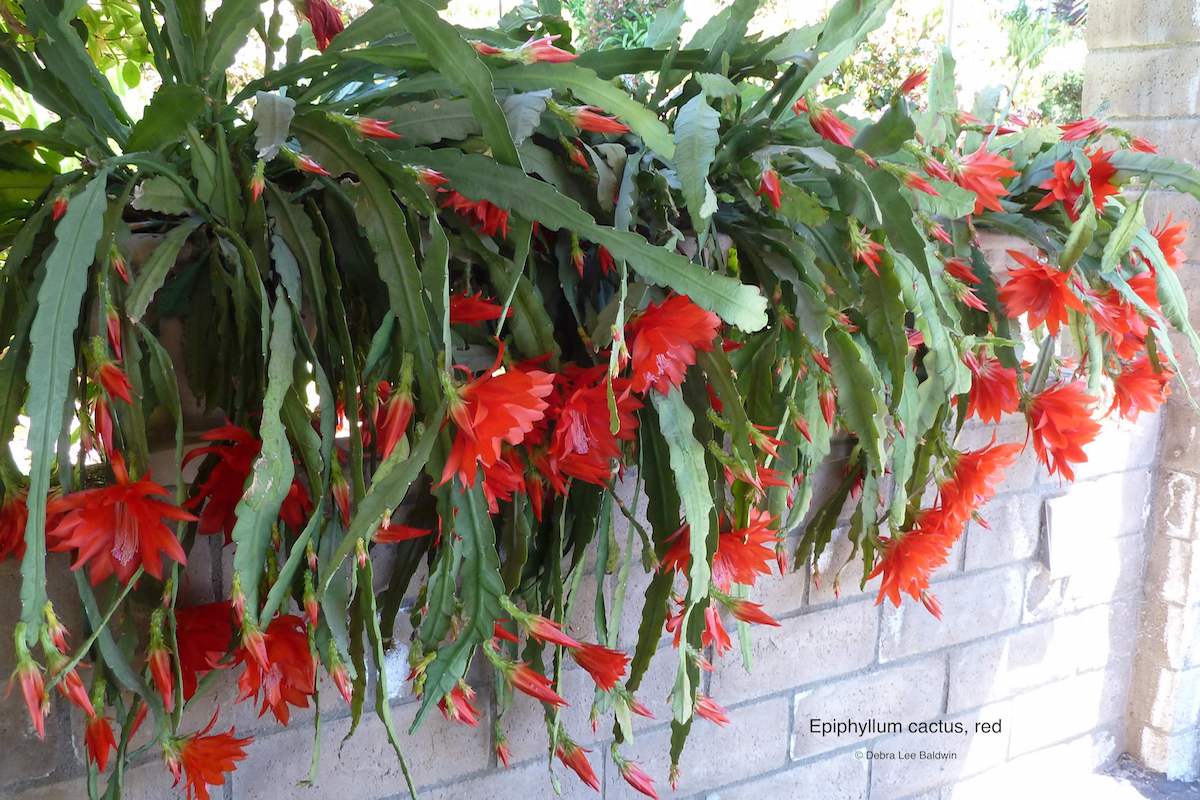 Trailing cactus Epiphyllum, red (c) Debra Lee Baldwin