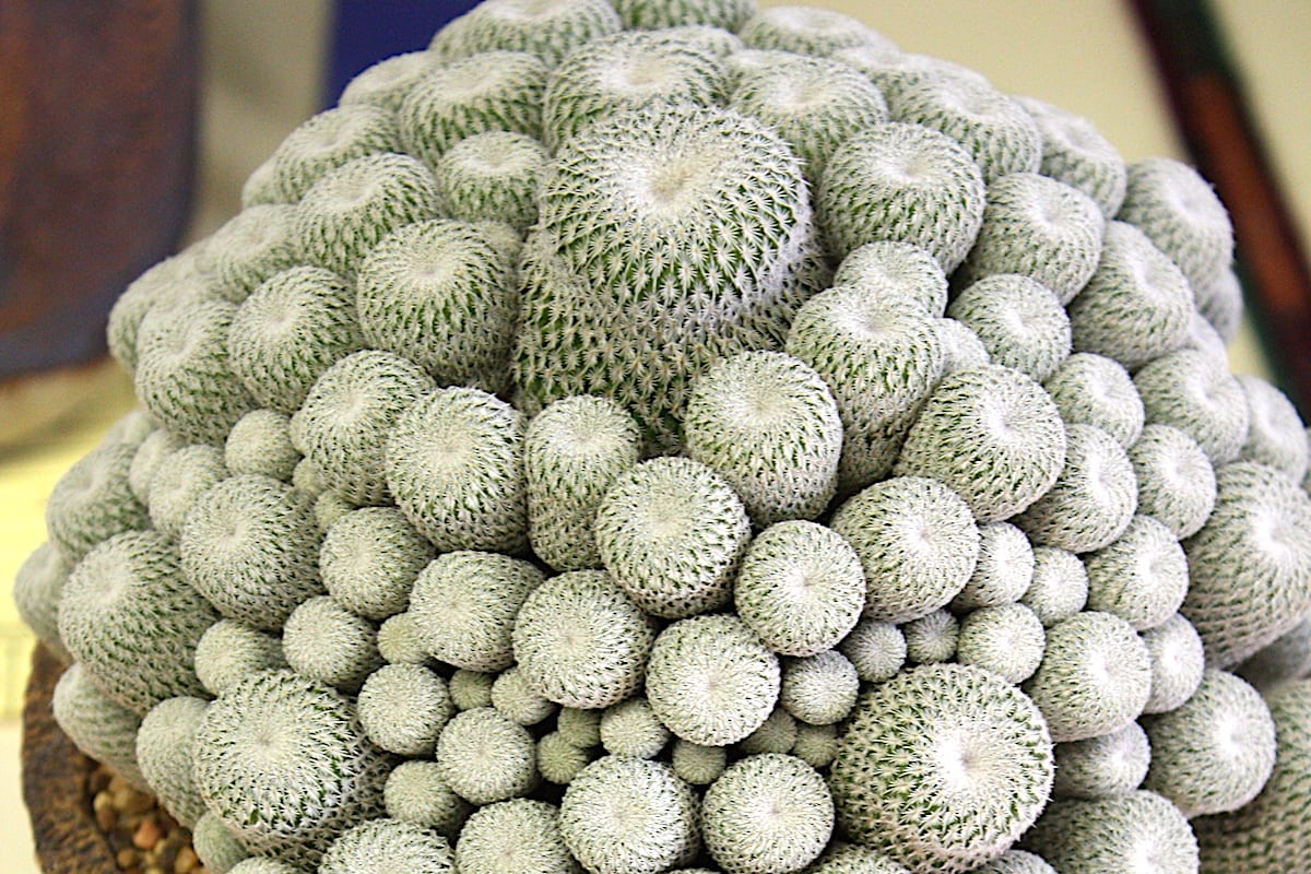 Muffin cactus Epithelantha micromeris (c) Debra Lee Baldwin