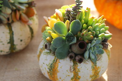 Succulent pumpkin (c) Debra Lee Baldwin