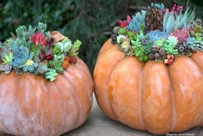 Succulent pumpkin (c) Debra Lee Baldwin