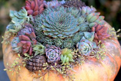 Succulent pumpkin (c) Debra Lee Baldwin