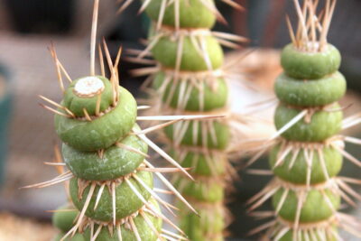 Eulychinia castanea 'Spiralis' spiral cactus with toothpick-like horizontal spines (c) Debra Lee Baldwin