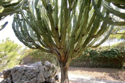 Tall, vase-shaped succulent tree from South Africa: Euphorbia abyssinica (c) Debra Lee Baldwin