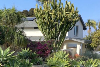 Tall treelike succulent Euphorbia abyssinica