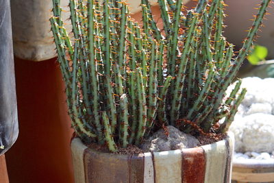 Euphorbia aeruginosa in pot (c) Debra Lee Baldwin
