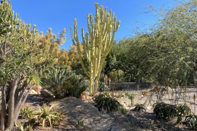 Tall pale yellow succulent tree from South Africa: Euphorbia ammak 'Variegata' (c) Debra Lee Baldwin