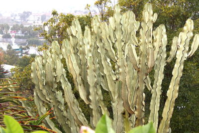 Treelike succulent Euphorbia ammak 'Variegata' (c) Debra Lee Baldwin