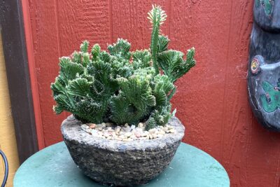 Euphorbia sp. crested in Wanda Mallen's garden (c) Debra Lee Baldwin