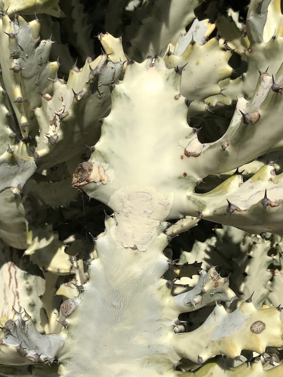 Euphorbia ammak painted to conceal corking (c) Debra Lee Baldwin