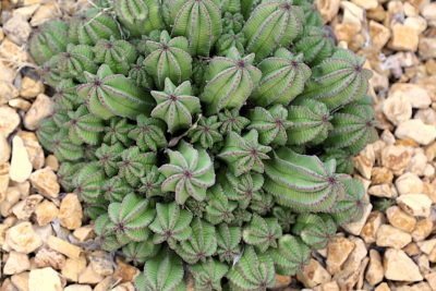 Succulent cluster Euphorbia anoplia cluster (c) Debra Lee Baldwin