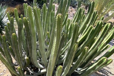 Euphorbia canariensis at the San Diego Zoo Safari Park (c) Debra Lee Baldwin