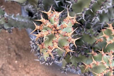 Cactus like Euphorbia coerulescens (c) Debra Lee Baldwin