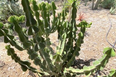 Euphorbia cooperi has stacked, knobby leaves (c) Debra Lee Baldwin