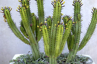 Cactus like Euphorbia enopla (c) Debra Lee Baldwin