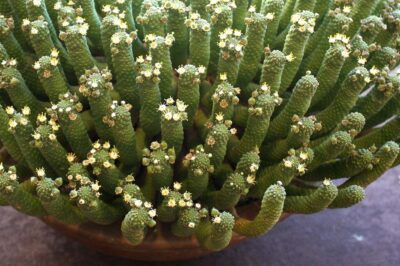 Euphorbia esculenta (c) Debra Lee Baldwin