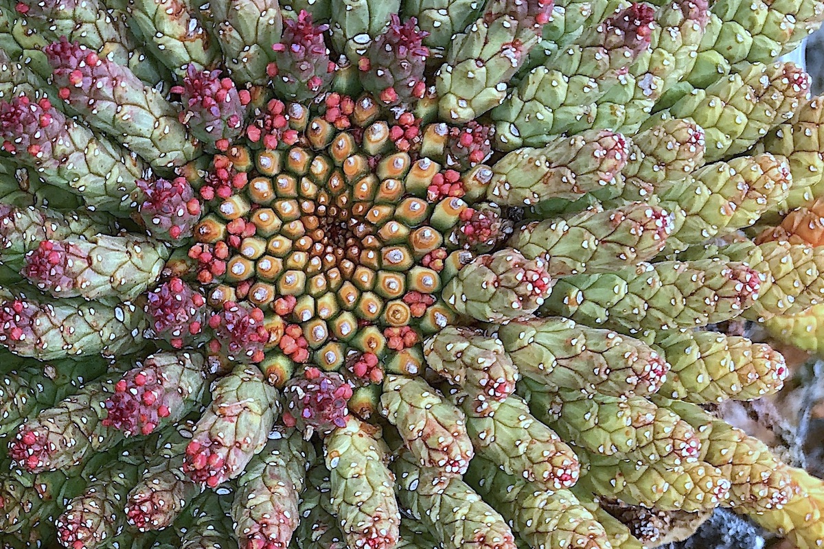 Euphorbia esculenta Fibonacci spiral (C) Debra Lee Baldwin