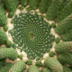 Euphorbia inermis Fibonacci spiral (c) Debra Lee Baldwin