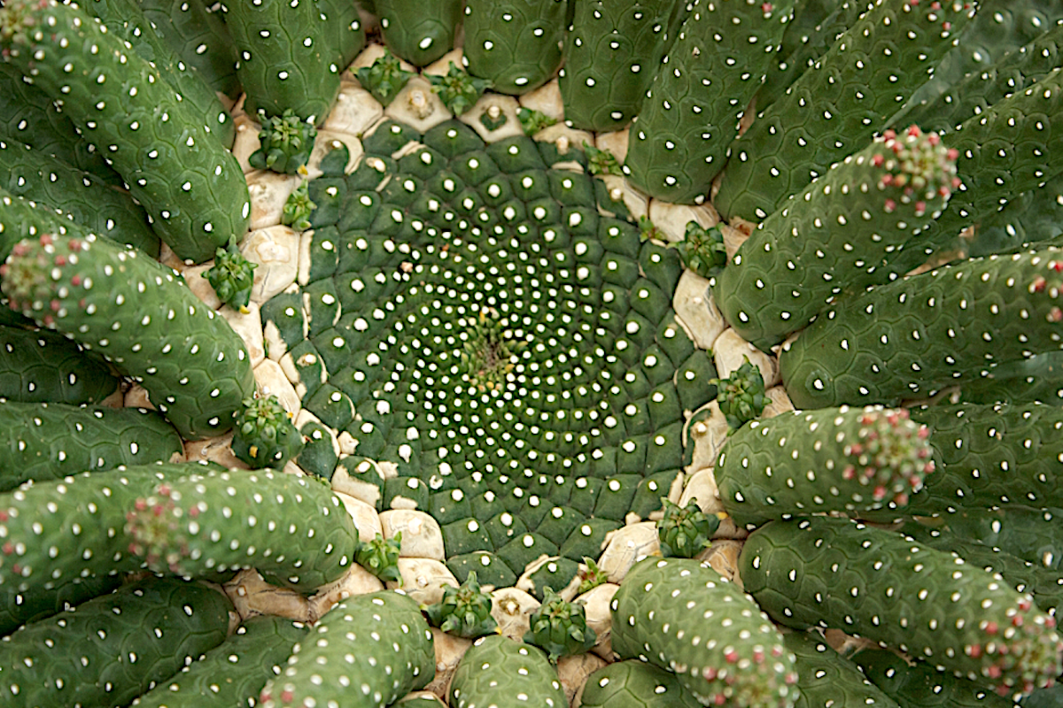 Euphorbia inermis Fibonacci spiral (c) Debra Lee Baldwin