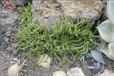 Squiggly green tentacle succulent Euphorbia flanaganii (c) Debra Lee Baldwin