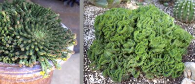 Euphorbia flanaganii & 'Green Coral' crest (c) Debra Lee Baldwin