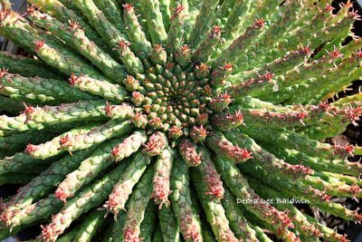 Euphorbia flanaganii Fibonacci spiral(c) Debra Lee Baldwin