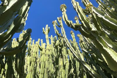 Mature euphorbia trees (c) Debra Lee Baldwin