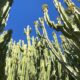 Mature euphorbia trees (c) Debra Lee Baldwin